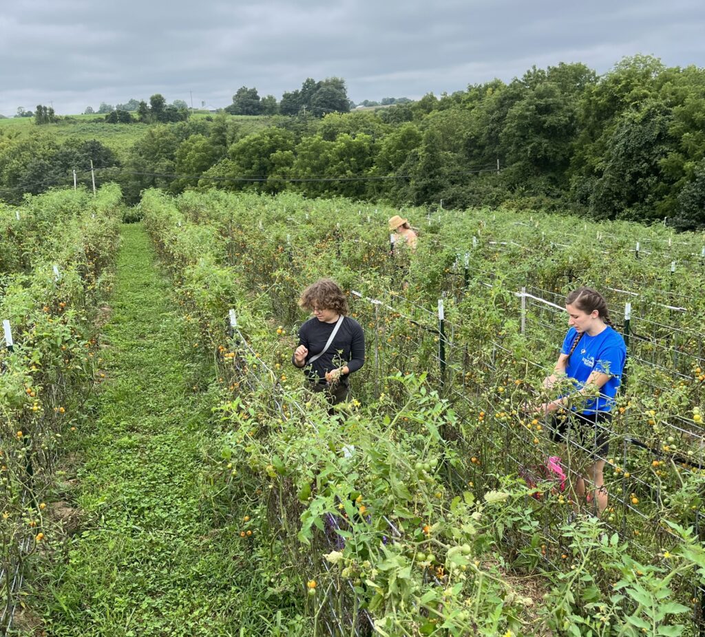 Society of St Andrews volunteers gleaning for food charities