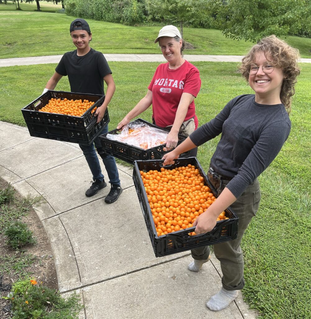 Over 100 pounds of good and splits gleaned